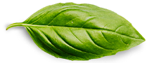 Hakkında Basil Leaf